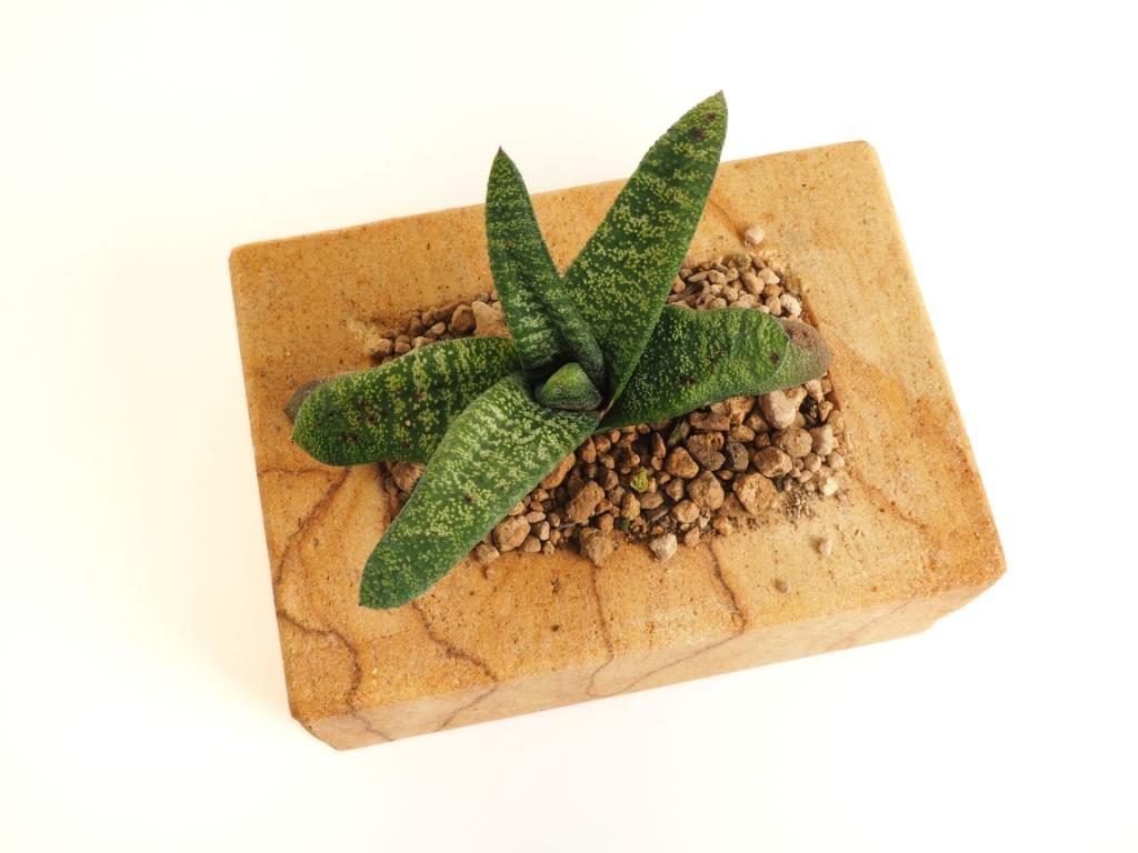 Stylový květináč z pískovce s vysokým obsahem křemene. Vhodný pro osazení sukulenty nebo jinými rostlinami. Kamenný květináč z pískovce z kamenolomu Vyhnánov